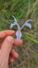 Moraea tripetala