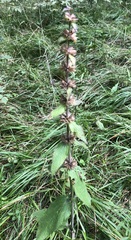 Stachys alpina