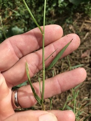 Muhlenbergia schreberi