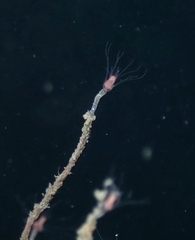 Ectopleura marina