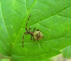 Coreus marginatus