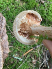 Paxillus