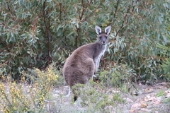 Macropus fuliginosus