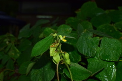 Rhynchosia volubilis