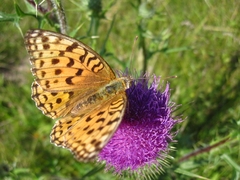 Argynnis adippe