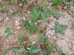 Potentilla reptans
