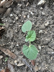 Cucumis melo
