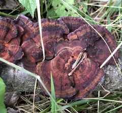 Daedaleopsis tricolor