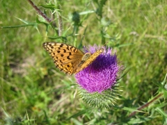 Argynnis adippe