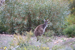 Macropus fuliginosus