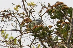 Polioptila dumicola