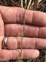 Muhlenbergia schreberi