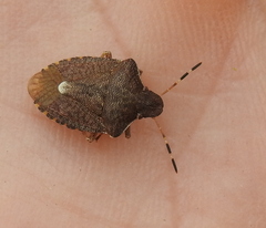 Peribalus strictus vernalis