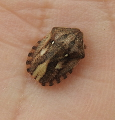 Eurygaster testudinaria