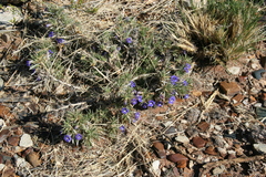 Aptosimum spinescens