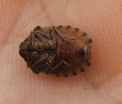 Eurygaster testudinaria