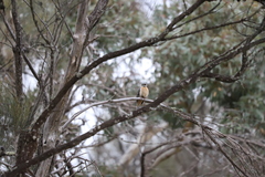 Cacomantis flabelliformis