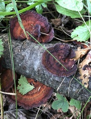 Daedaleopsis tricolor