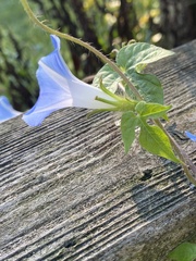 Ipomoea hederacea