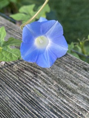 Ipomoea hederacea