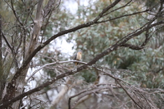 Cacomantis flabelliformis