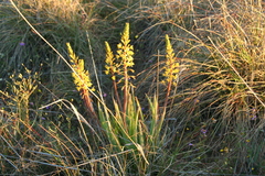 Bulbine