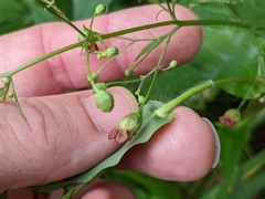 Scrophularia marilandica