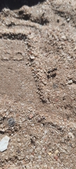Formicidae