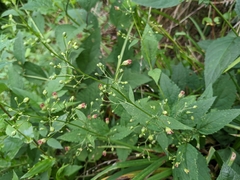Scrophularia marilandica