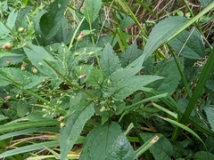 Scrophularia marilandica