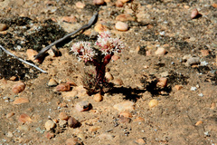 Crassula alpestris