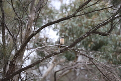 Cacomantis flabelliformis