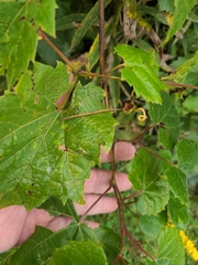 Vitis riparia