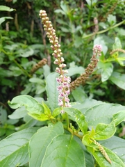 Phytolacca