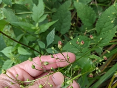 Scrophularia marilandica