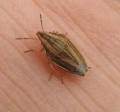 Aelia acuminata
