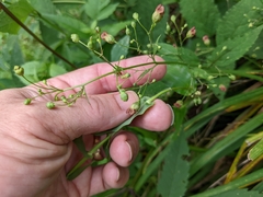 Scrophularia marilandica