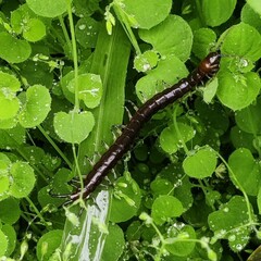 Cormocephalus
