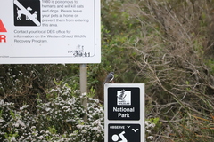 Eopsaltria georgiana