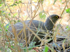 Pternistis adspersus