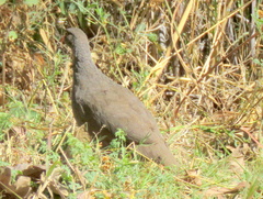 Pternistis adspersus