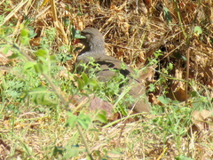 Pternistis adspersus