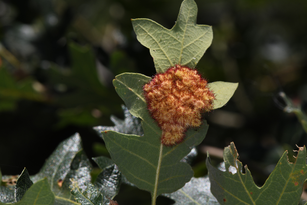Feron tubifaciens
