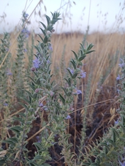 Trichostema lanceolatum