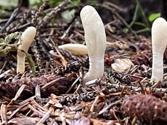 Trichoderma leucopus