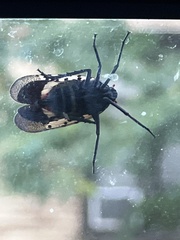 Lycorma delicatula