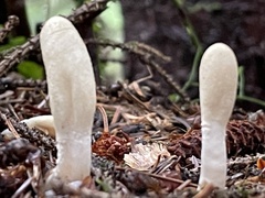 Trichoderma leucopus