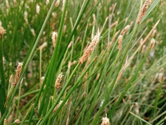 Eleocharis palustris