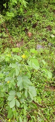 Cormocephalus