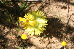 Cleretum bellidiforme